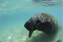 Antillean Manatee (Trichechus manatus manatus) tangled in a fishing net in coastal shallow waters, Brazil