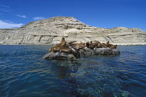 South American Sea Lion (Otaria flavescens) group resting on rocks, Valdes Peninsula, Patagonia, Argentina