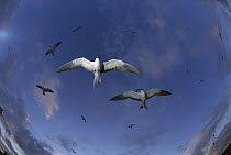 Sooty Tern (Onychoprion fuscatus) group flying, Rocas Atoll, Brazil