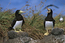 Brown Booby (Sula leucogaster) pair, Rocas Atoll, Brazil