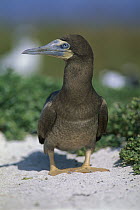 Brown Booby (Sula leucogaster) young, Rocas Atoll, Brazil