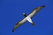 Brown Booby (Sula leucogaster) flying, Rocas Atoll, Brazil