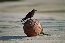 Brown Noddy (Anous stolidus) sitting on a washed up nautical buoy, Rocas Atoll, Brazil