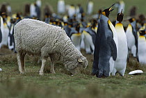 King Penguin (Aptenodytes patagonicus) colony and Domestic Sheep (Ovis aries), Volunteer Point, East Falkland Island, Falkland Islands