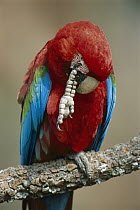 Red and Green Macaw (Ara chloroptera) scratching its face, Cerrado Ecosystem, Mato Grosso Do Sul, Brazil