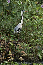 White-necked Heron (Ardea cocoi) portrait, Pantanal Ecosystem, Brazil