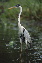 White-necked Heron (Ardea cocoi) standing in water, Pantanal Ecosystem, Brazil