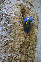 Hyacinth Macaw (Anodorhynchus hyacinthinus) emerging from nest in a Panama Tree (Sterculia apetala) cavity, endangered species, Pantanal Ecosystem, Brazil