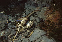 Green Anaconda (Eunectes murinus) constricting a Piraputanga (Brycon microlepis) in small tributary of Formoso River, Cerrado Ecosystem, Brazil