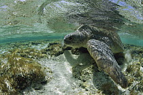Green Sea Turtle (Chelonia mydas) female leaving the beach after egg laying, Rocas Atoll, Brazil