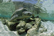 Green Sea Turtle (Chelonia mydas) female leaving the beach after egg laying, Rocas Atoll, Brazil