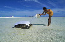 Green Sea Turtle (Chelonia mydas) researcher hydrating a female surprised by very low tide after laying her eggs, Rocas Atoll, Brazil