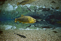 Dourado (Salminus brasiliensis) swimming in the Prata River, Cerrado Ecosystem, Brazil