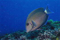Doctorfish (Acanthurus chirurgus) portrait, Rocas Atoll, Brazil