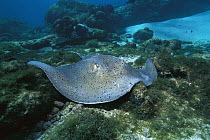 Southern Stingray (Dasyatis americana) swimming along ocean floor, Rocas Atoll, Brazil