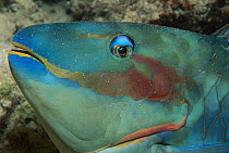 Reef Parrotfish (Sparisoma amplum) portrait, Rocas Atoll, Brazil