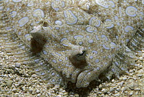 Flowery Flounder (Bothus mancus) portrait showing both eyes on the same side of the head, Rocas Atoll, Brazil