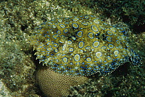 Flowery Flounder (Bothus mancus) camouflaged against ocean floor, Rocas Atoll, Brazil