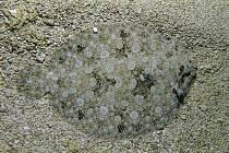 Flowery Flounder (Bothus mancus) camouflaged in sand, Rocas Atoll, Brazil