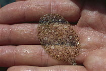 Small Flounder on hand, Trindade Island, Brazil
