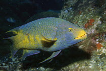 Spanish Hogfish (Bodianus rufus), Laje De Santos, Brazil