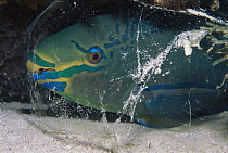 Parrotfish (Sparisoma vetula) sleeps in mucus bubble for defense, Caribbean Sea, Bonaire Island, Netherlands Antilles