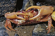 Yellow and Purple Land Crab (Gecarcinus lagostoma) in defensive position, Rocas Atoll, Brazil