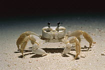 Ghost Crab (Ocypode quadrata) walking on the beach at night, Rocas Atoll, Brazil