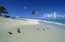 Sally Lightfoot Crab (Grapsus grapsus) group on the beach, Rocas Atoll, Brazil