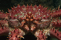 Southern King Crab (Lithodes antarctica) face, Tierra Del Fuego, Argentina