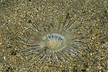 Tube-dwelling Anemone (Cerianthus sp) with feeding tentacles extracted, Isabella Island, Galapagos Islands, Ecuador