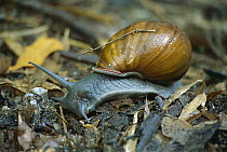 Snail crawling over forest floor, Atlantic Forest Ecosystem, Rio De Janeiro, Brazil