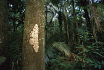Moth, Atlantic Forest Ecosystem, Rio De Janeiro, Brazil