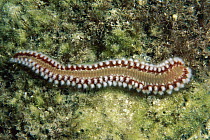 Marine Fireworm (Hermodice carunculata), Rocas Atoll, Brazil