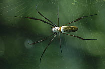 Spider, Atlantic Forest Ecosystem, Rio De Janeiro, Brazil