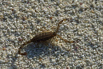 Lesser Brown Scorpion (Isometrus maculatus) walking on sandy beach, Rocas Atoll, Brazil