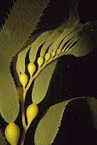 Giant Kelp (Macrocystis pyrifera) detail showing pneumatocysts and blades, Patagonia, Chile