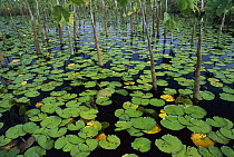 Water Lily (Nymphaea sp) pads and other aquatic plants in stream, Amazon, Brazil