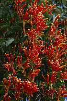 Flame Vine (Pyrostegia venusta), native to southern Brazil