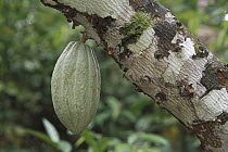 Cocoa (Theobroma cacao) fruit, Bahia, Brazil