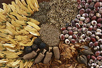 Various seeds, Cerrado Ecosystem, Goias State, Brazil