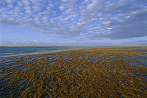 Lagoon at high tide, Rocas Atoll, Brazil