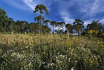 Parana Pine (Araucaria angustifolia) forest, southern Brazil