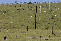 Large area of amazon forest cleared for cattle farming, Rondonia, Brazil