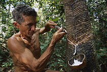 Rubber tapper extracting latex, Tapajos Arapiuns Reserve, Amazon, Brazil