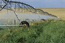 Mechanized farming equipment spraying water for cattle pasture, Brazil