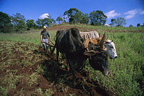 Traditional agricultural methods using bulls to plough a field, Brazil