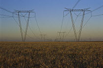 Electricity pylons and power lines from Itaipu Dam running through a wheat field, Brazil