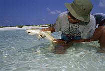 Lemon Shark (Negaprion acutidens) young being released by biologist of Dr. Gruber research team, Rocas Atoll, Brazil