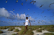 Sooty Tern (Onychoprion fuscatus) researcher looking for nests with newborns, Rocas Atoll, Brazil